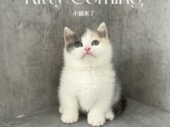 -小猫来了·猫舍(红山六九七九店)