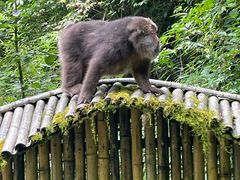 -西岭雪山大飞水景区
