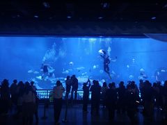 -烟台海昌鲸鲨海洋公园