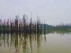 -白鹭湾湿地公园