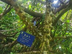 -中国科学院西双版纳热带植物园