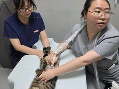 -谐和益家动物医院·免疫绝育·血液透析·宠保定点医院(高新伊藤分院)
