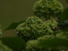 -上海滨江森林公园