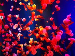 -成都浩海立方海洋公园