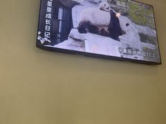-眉州东坡·熊猫主题餐厅(枫蓝店)
