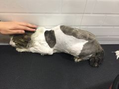 -Pets First伊珊娜洗护·精致美容·家庭式寄养(新会路店)