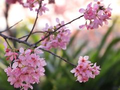 -福建鲤鱼洲酒店