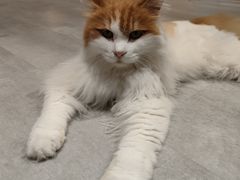-猫儿山۰猫主题餐厅