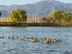-野鸭湖国家湿地公园