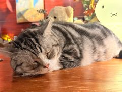 -咖法森林·咖啡  酒吧(天河店)