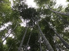 -石台牯牛降景区