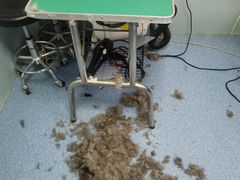 -中农大我爱我爱24h动物医院·中医针灸·猫专科·骨科医疗中心(双井店)