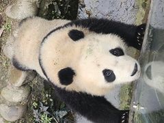 -都江堰中华大熊猫苑