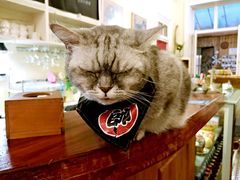 -猫色咖啡·猫咖