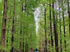 -黄海国家森林公园