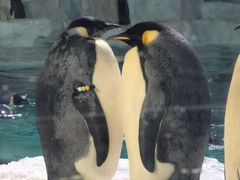 -珠海长隆海洋王国