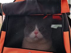 -纳吉亚猫专科动物医院·北北分院