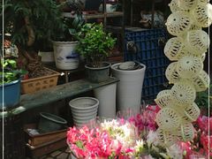-曲阳花鸟市场(曲阳路店)