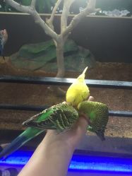 -未来动物城动物主题公园(大悦城店)