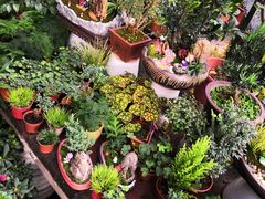 -金陵花卉交易市场