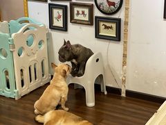 -柯斗斗主题餐厅·狗咖·围炉煮茶·茶饮(国瑞升平里店)