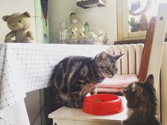 -海边的猫和咖啡馆