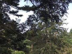 -庐山风景区花径公园