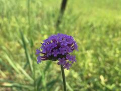 -杭州湾海上花田景区
