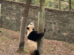 -都江堰中华大熊猫苑