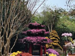 -杭州植物园