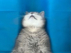 -宠福鑫动物医院(城北分院)