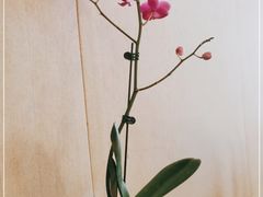 -海尔洲际酒店天下一品中餐厅