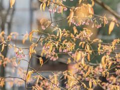 -南山植物园
