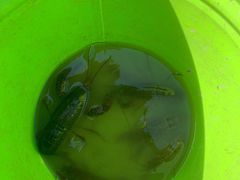 -南汇新场正宗水蜜桃采摘