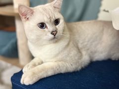 -创凡宠物医院·骨专科  猫科中心(西乡分院)