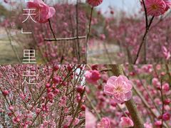 -同里国家湿地公园