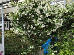 -龙大花卉苗木市场