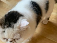 -Cappucimeow猫咪咖啡馆(韦伯时代店)