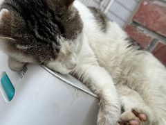 -金太粽(上海弄堂第一粽店)