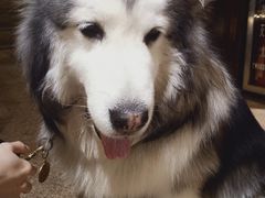 -more than meow吴止猫主题餐厅(承德 中船汇店)