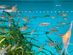 -青石桥花鸟鱼虫市场(叠翠城店)