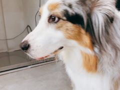 -伟伟宠物医院·CT影像中心·瑞派犬猫综合性门诊(汉口总院)