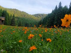 -武陵山森林公园