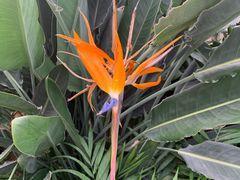 -南宫五洲植物乐园