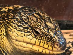 -帕帕拉兹宠物(亚洲旗舰店)