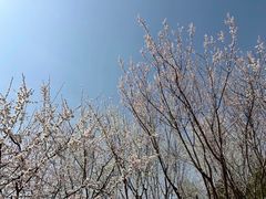 -将府公园