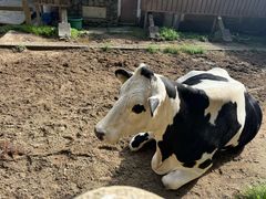 -神户市立六甲山牧场