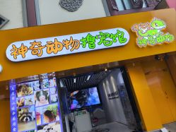 点击看大图 -神奇动物撸宠馆·羊驼·小浣熊·异宠(豫园店)