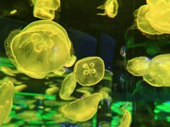 -石家庄极地海洋世界