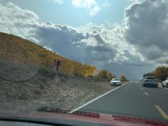 -乌兰布统景区-白桦林